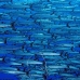 barracuda_blackfin_er_v_0705_png1119.jpg